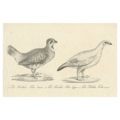 Antique Print of a Hazel Grouse and Lagopus Grouse, circa 1860