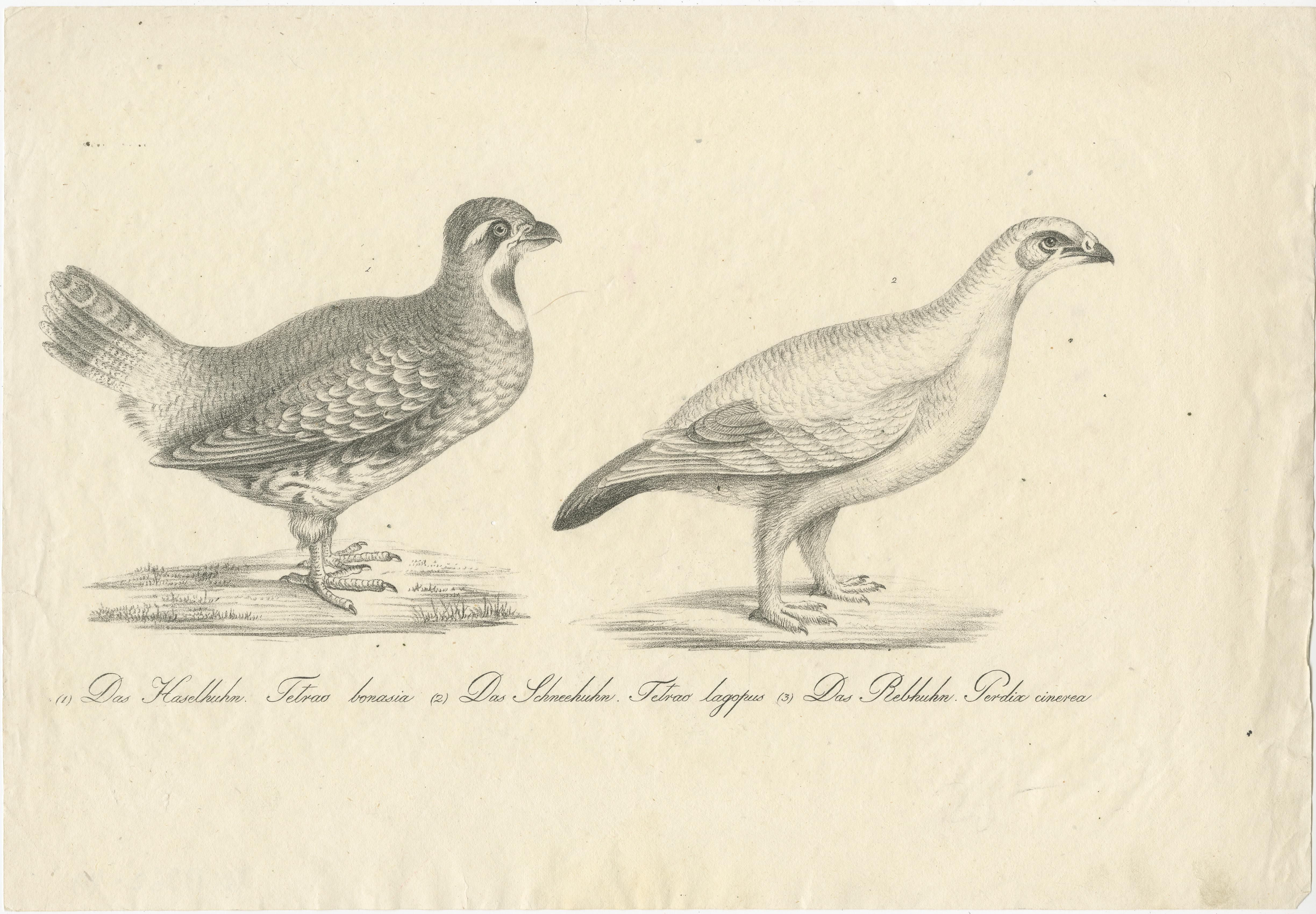 Antique print titled 'Das Haselhuhn (.) Das Schneehuhn (.)'. Original old print of a hazel grouse and lagopus grouse. Source unknown, to be determined. Published circa 1860.