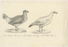 Antique Print of a Hazel Grouse and Lagopus Grouse, circa 1860