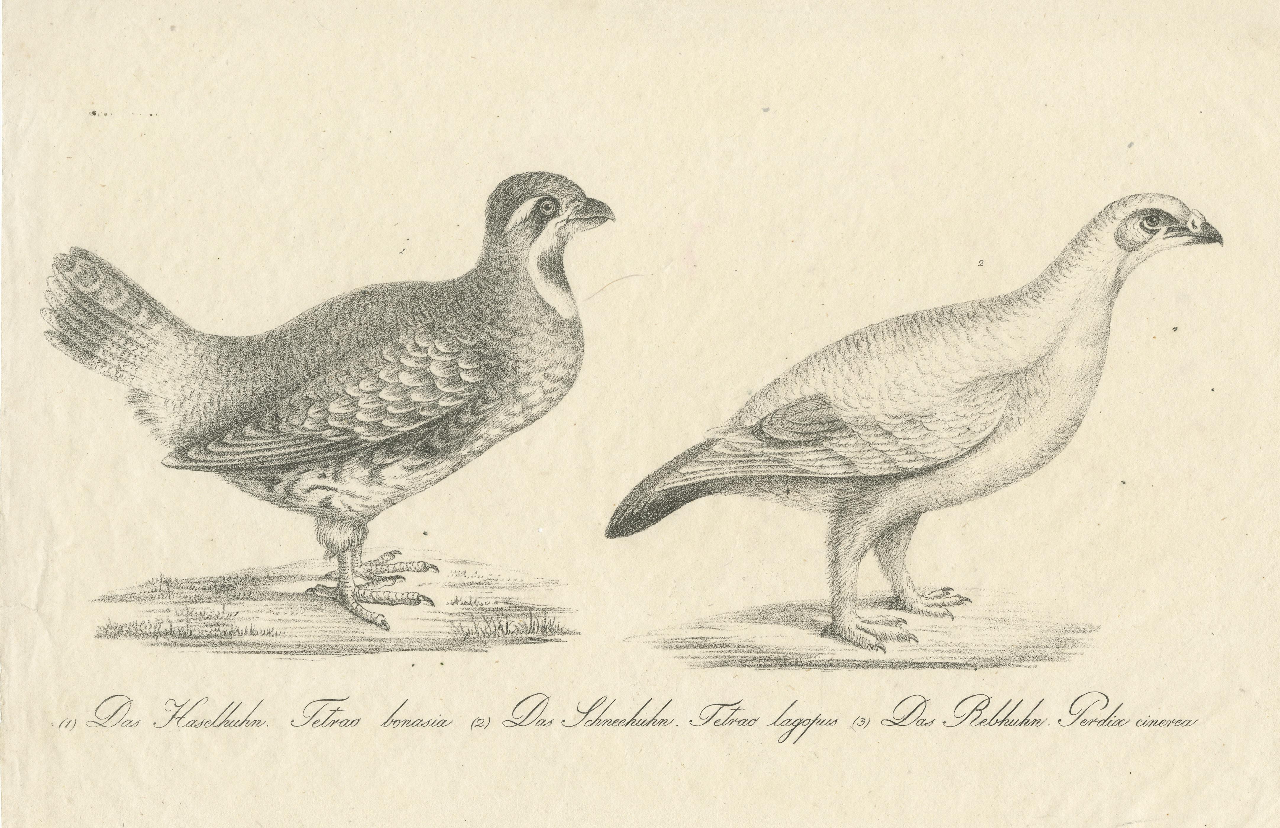 Antique Print of a Hazel Grouse and Lagopus Grouse In Fair Condition For Sale In Langweer, NL