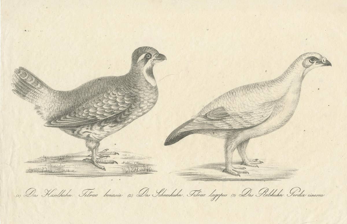 Antique Print of a Hazel Grouse and Lagopus Grouse, circa 1860