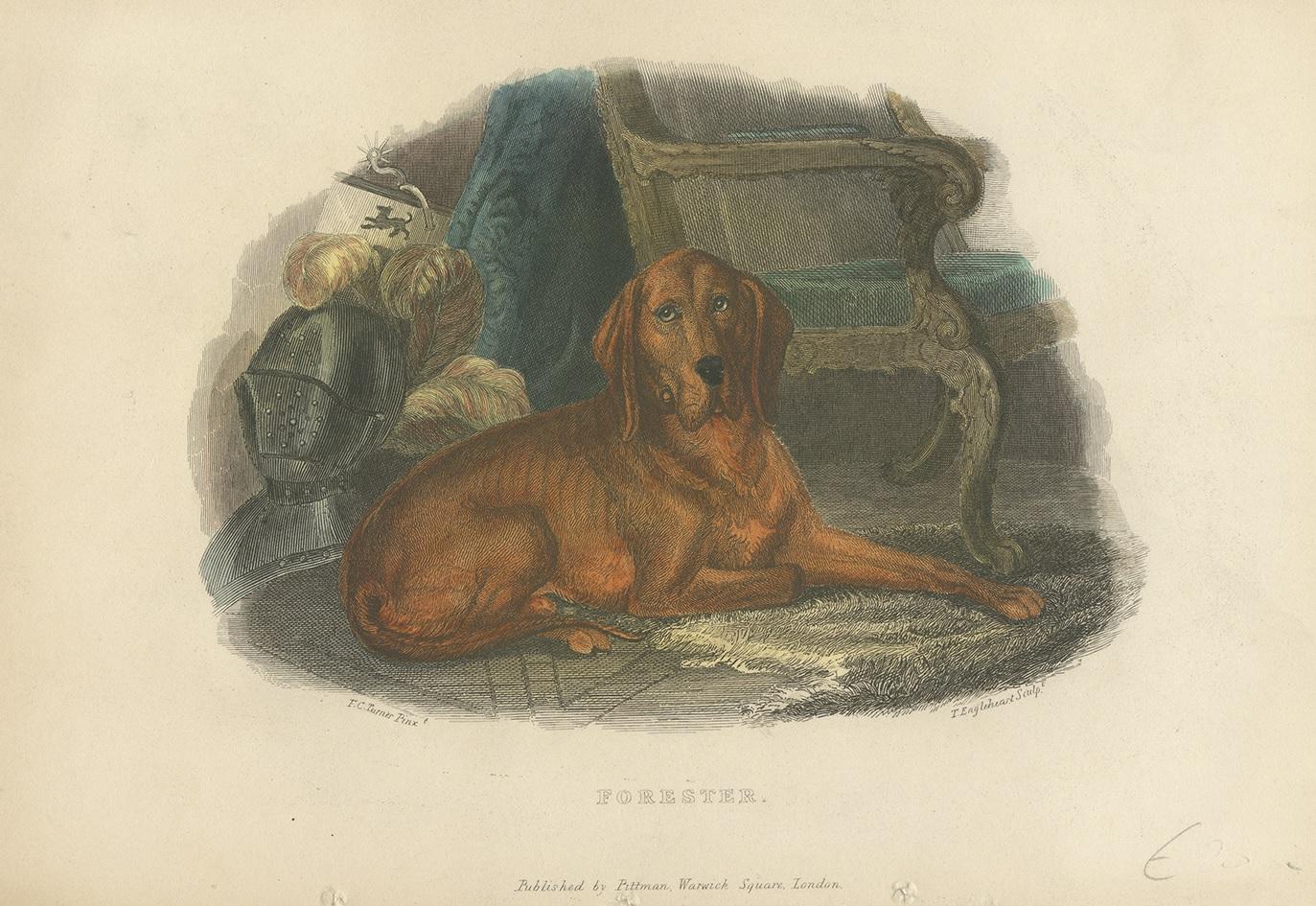 Antique print titled 'Forester'. This print depicts a hound dog. Published by Pittman, circa 1835.