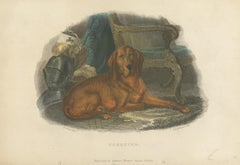 Antique Print of a Hound Dog by Pittman, 'circa 1835'