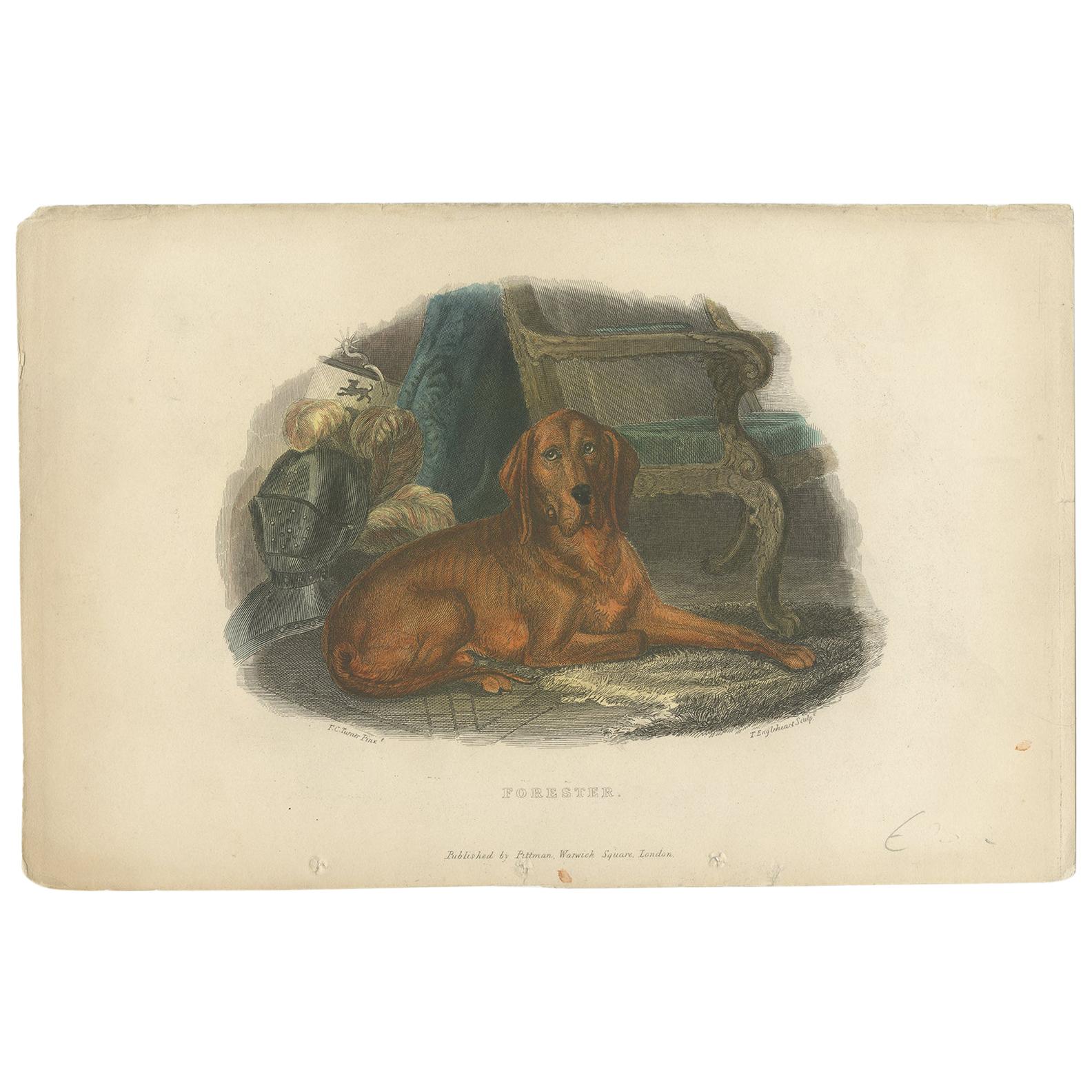 Antique Print of a Hound Dog by Pittman, 'circa 1835'