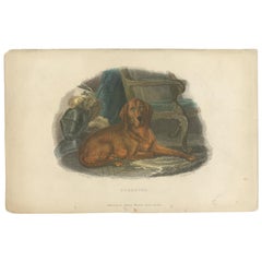 Stampa antica di un cane da caccia di Pittman, "circa 1835".