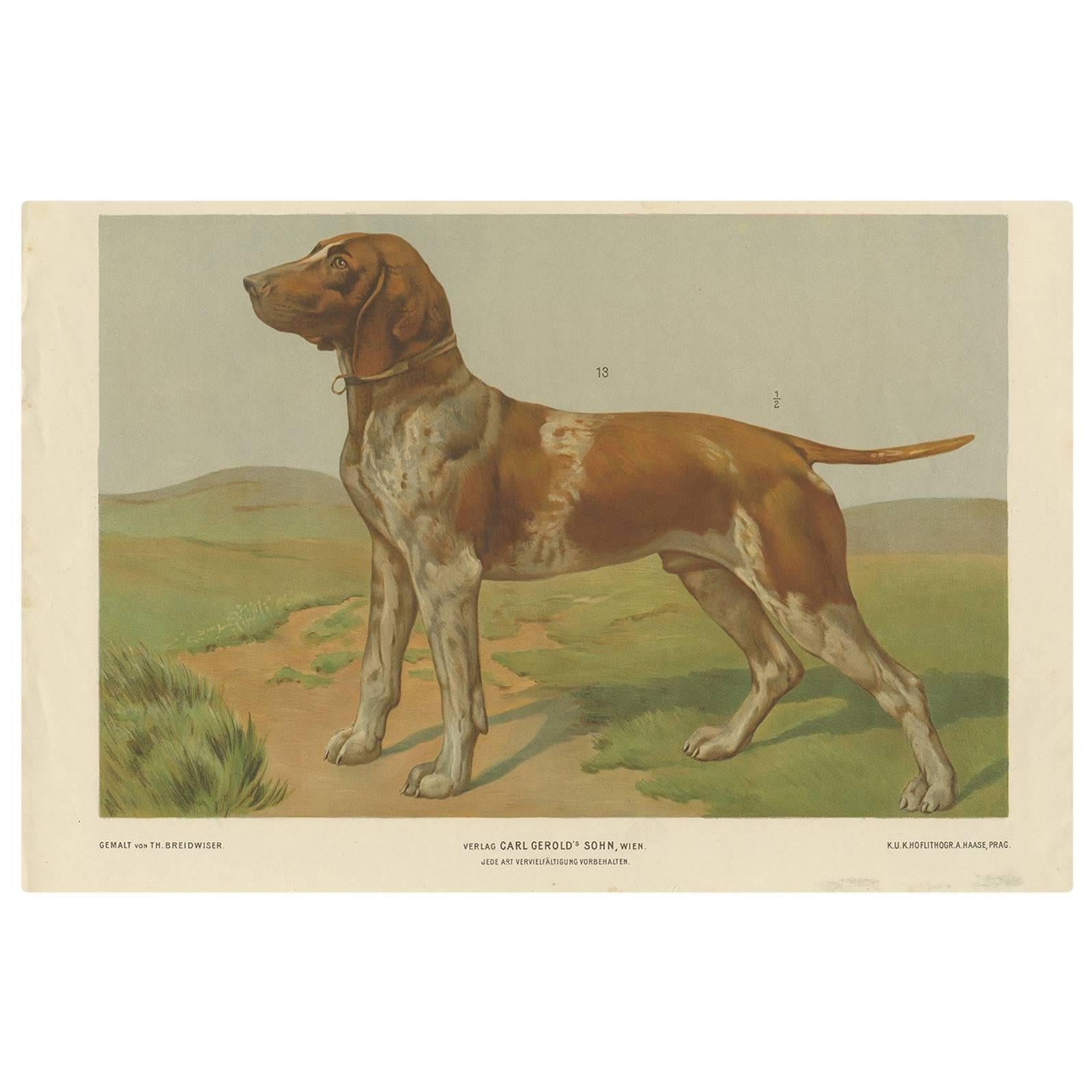 Antique Print of a Hound Dog by Th. Breidwiser, 1879