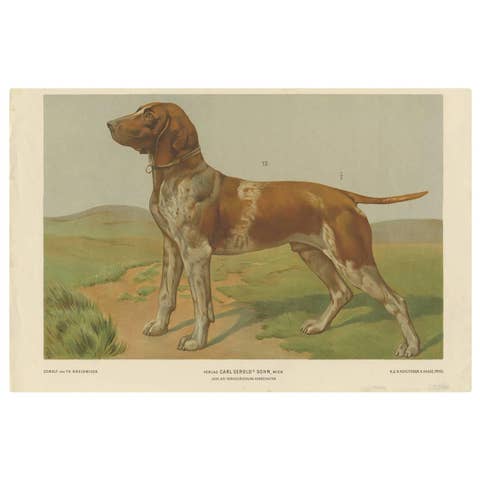 Antique Print of a Hound Dog by Th. Breidwiser, 1879