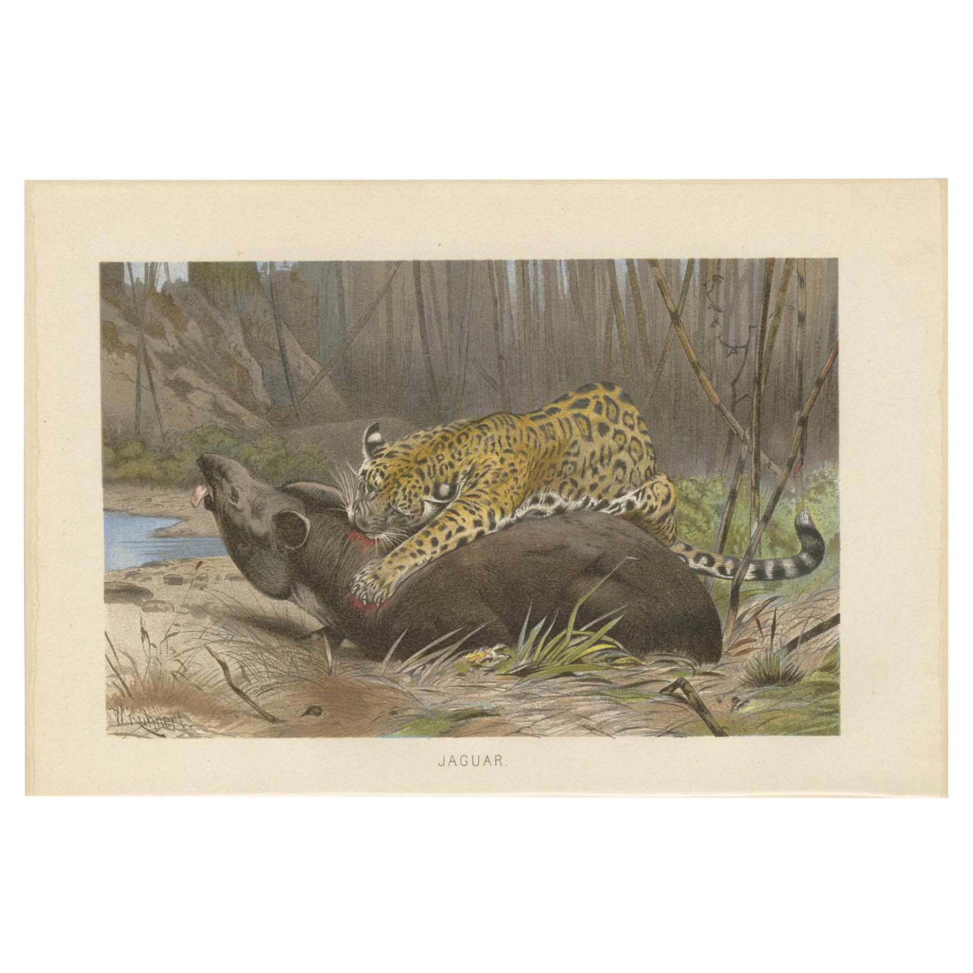 Antiker Druck eines Jaguars von Brehm, um 1890