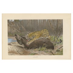 Antique Print of a Jaguar by Brehm, 'c.1890'