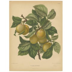 Antique Print of a Jefferson Plum by G. Severeyns, 1876