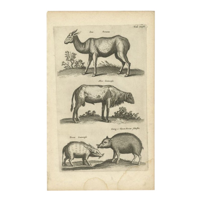 Antiker Druck eines Lama, eines Guinea-Fisches und eines Guinea-Schafs mit Schafs und Kragen, 1657 im Angebot