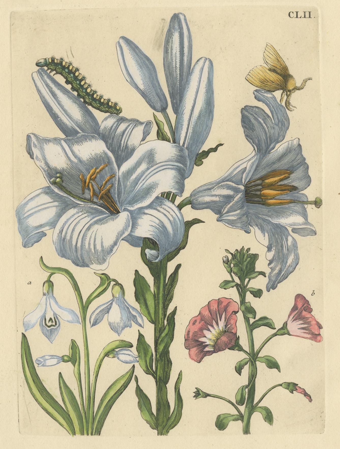 Antique Print of a Lily and Moth Metamorphosis by Merian, '1730' In Good Condition In Langweer, NL