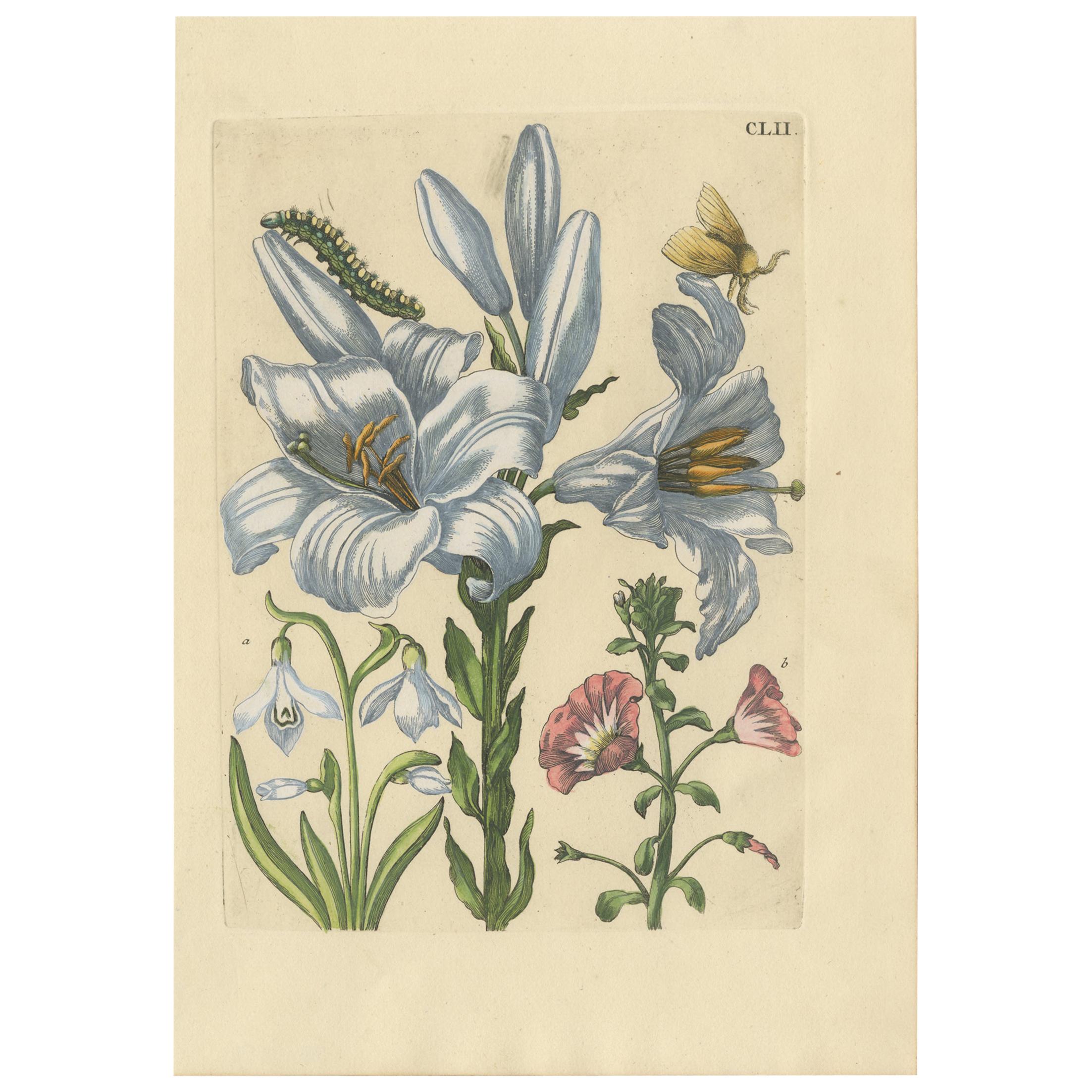 Antique Print of a Lily and Moth Metamorphosis by Merian, '1730'