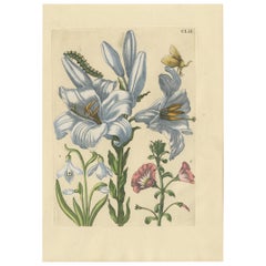 Antique Print of a Lily and Moth Metamorphosis by Merian, 
1730
