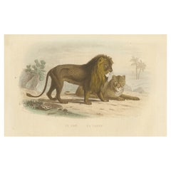 Antique Print of a Lion and Lioness by Buffon Antique Print of a Lion and Lioness by Buffon