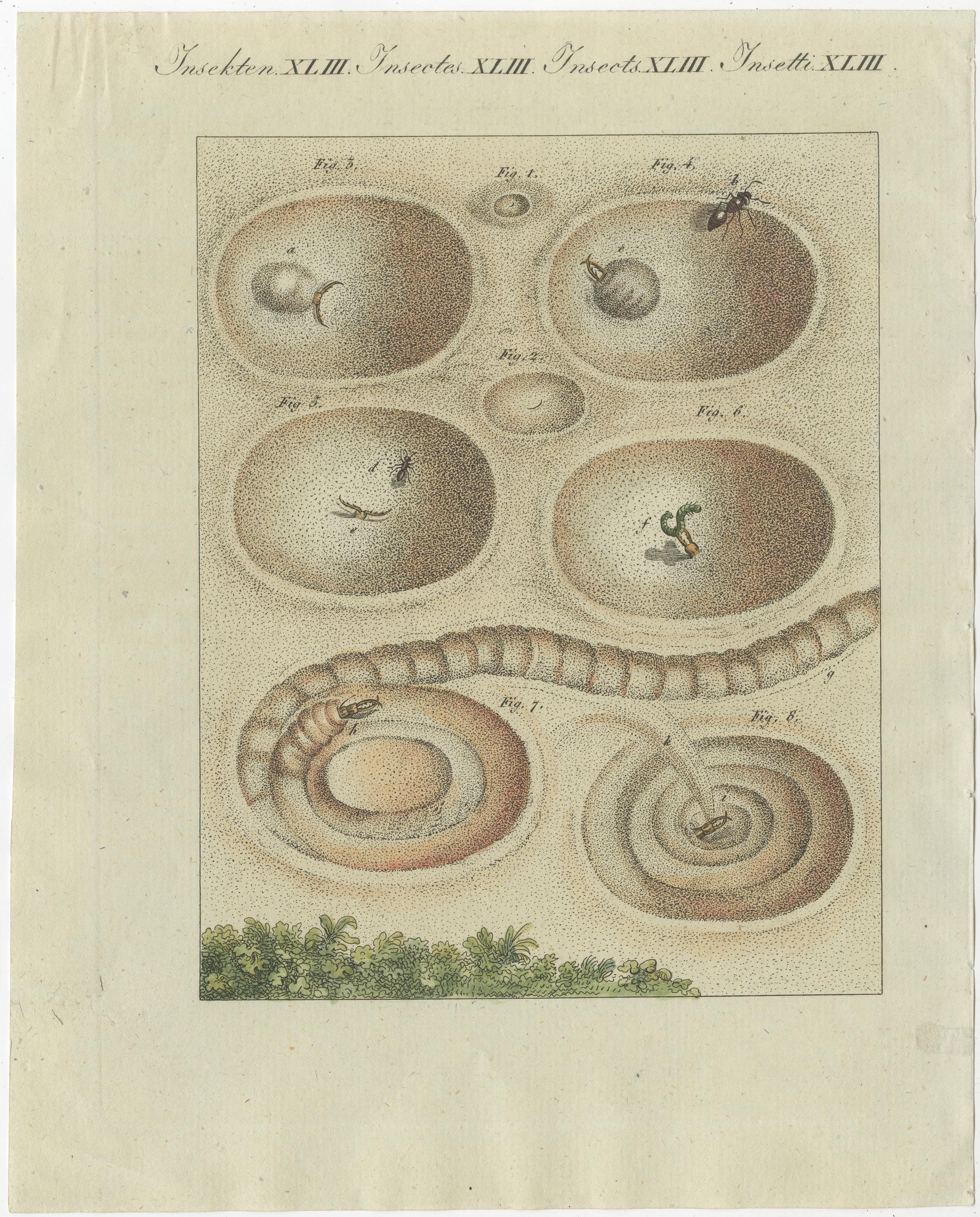 Antique print showing a lion ant (ant lion) creating a funnel shaped trap in sand and capturing its prey. This print originates from 'Bilderbuch fur Kinder' by F.J. Bertuch. Friedrich Johann Bertuch (1747-1822) was a German publisher and man of arts