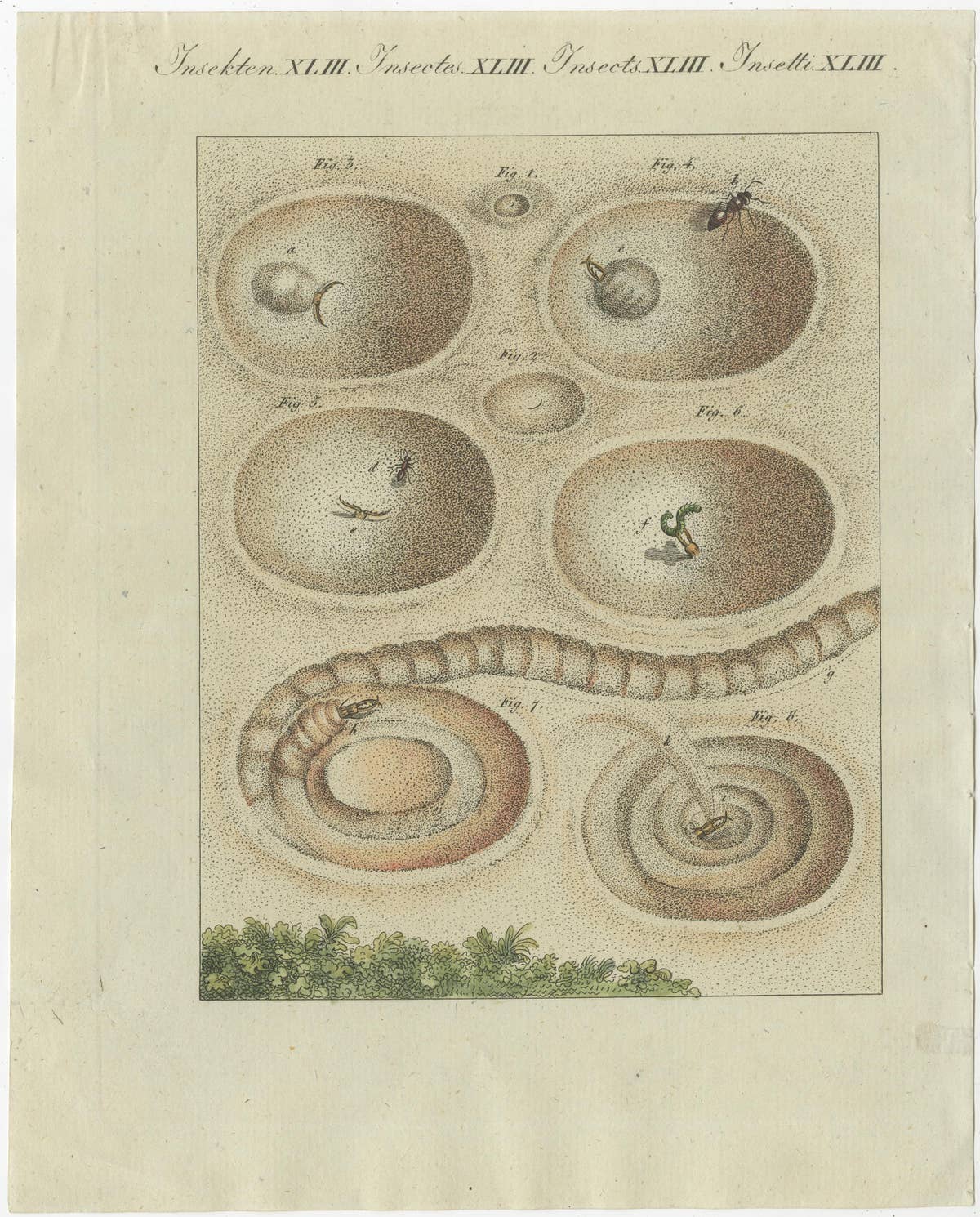Antique Print of a Lion Ant creating a Funnel Shaped Trap in Sand