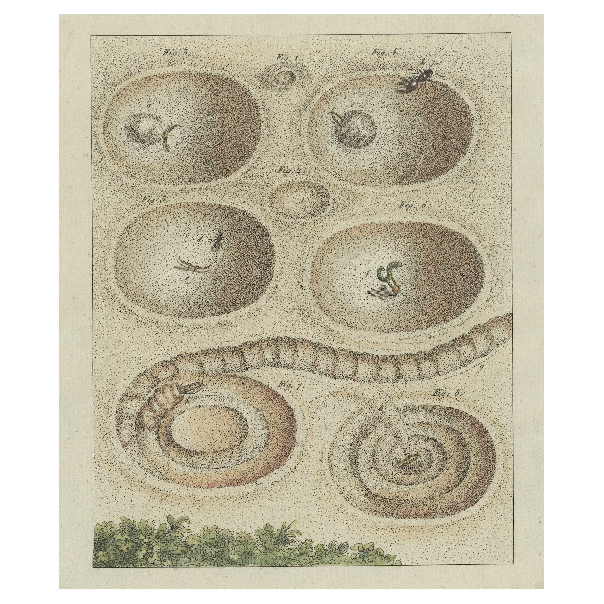 Stampa antica di una formica leone che crea una trappola a forma di imbuto nella sabbia in vendita