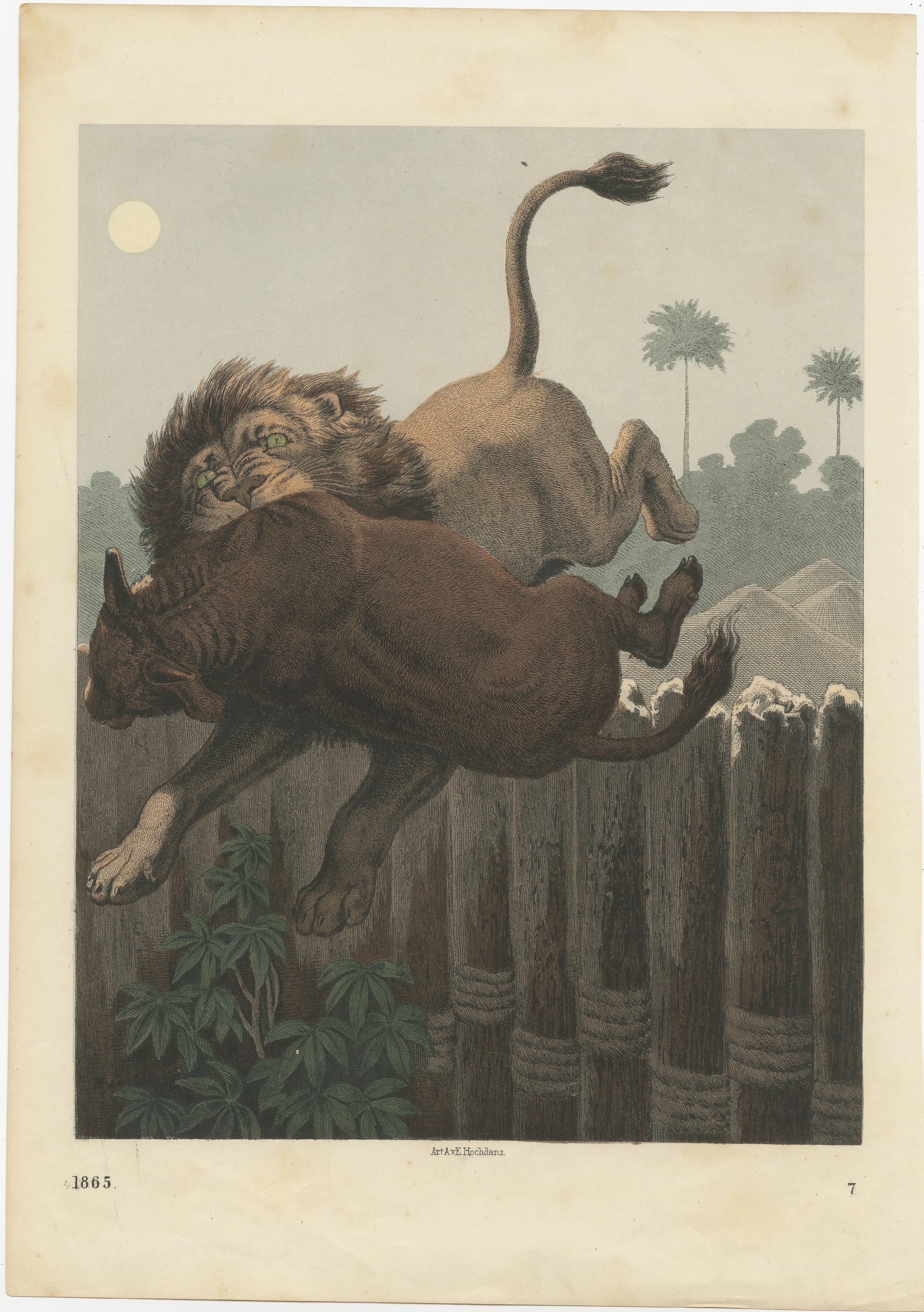 Original colored lithograph of a lion attack. Published by or after E. Hochdanz. Source unknown, to be determined. Published circa 1865. 