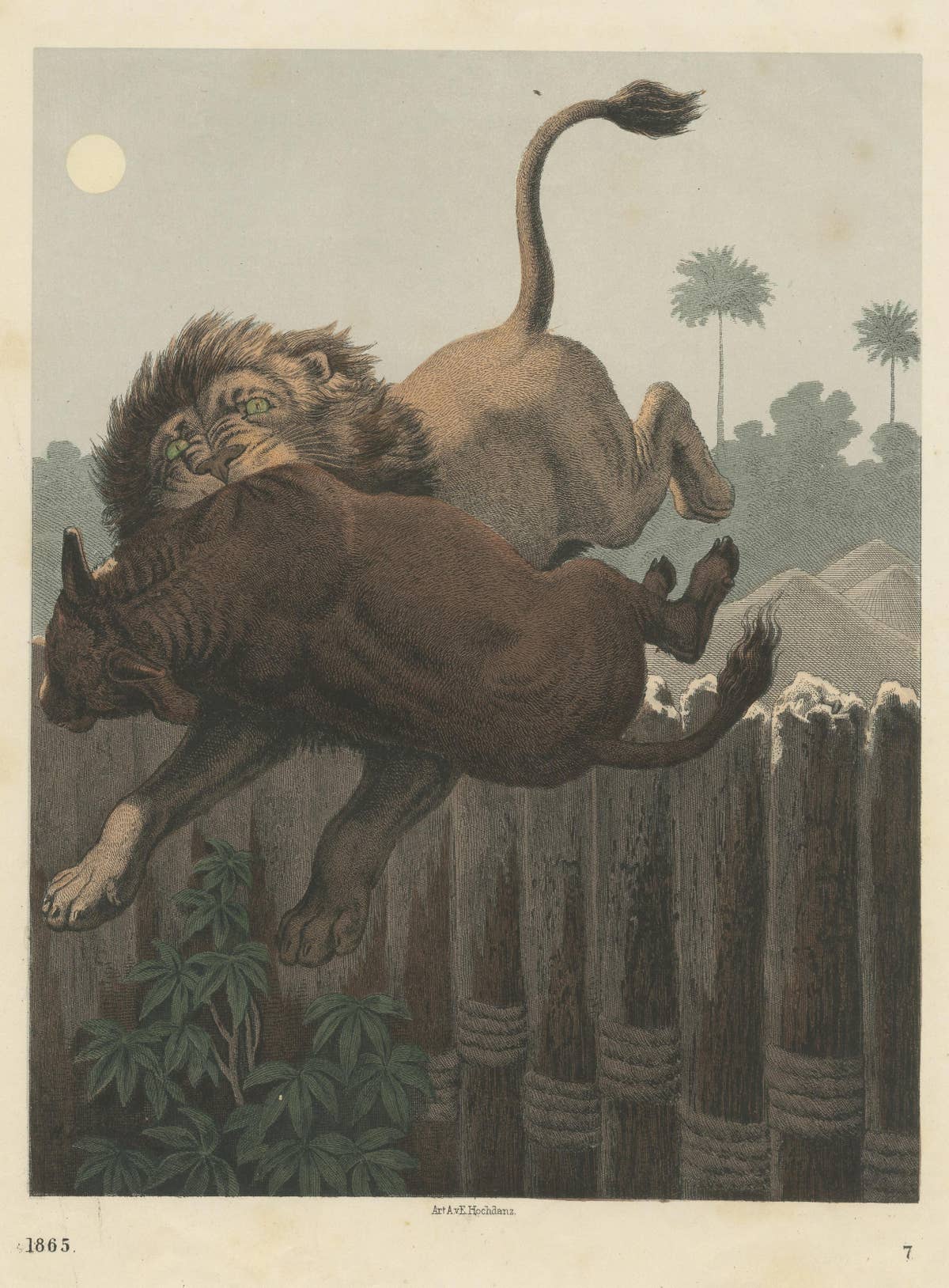 Antique Print of a Lion Attack published circa 1865