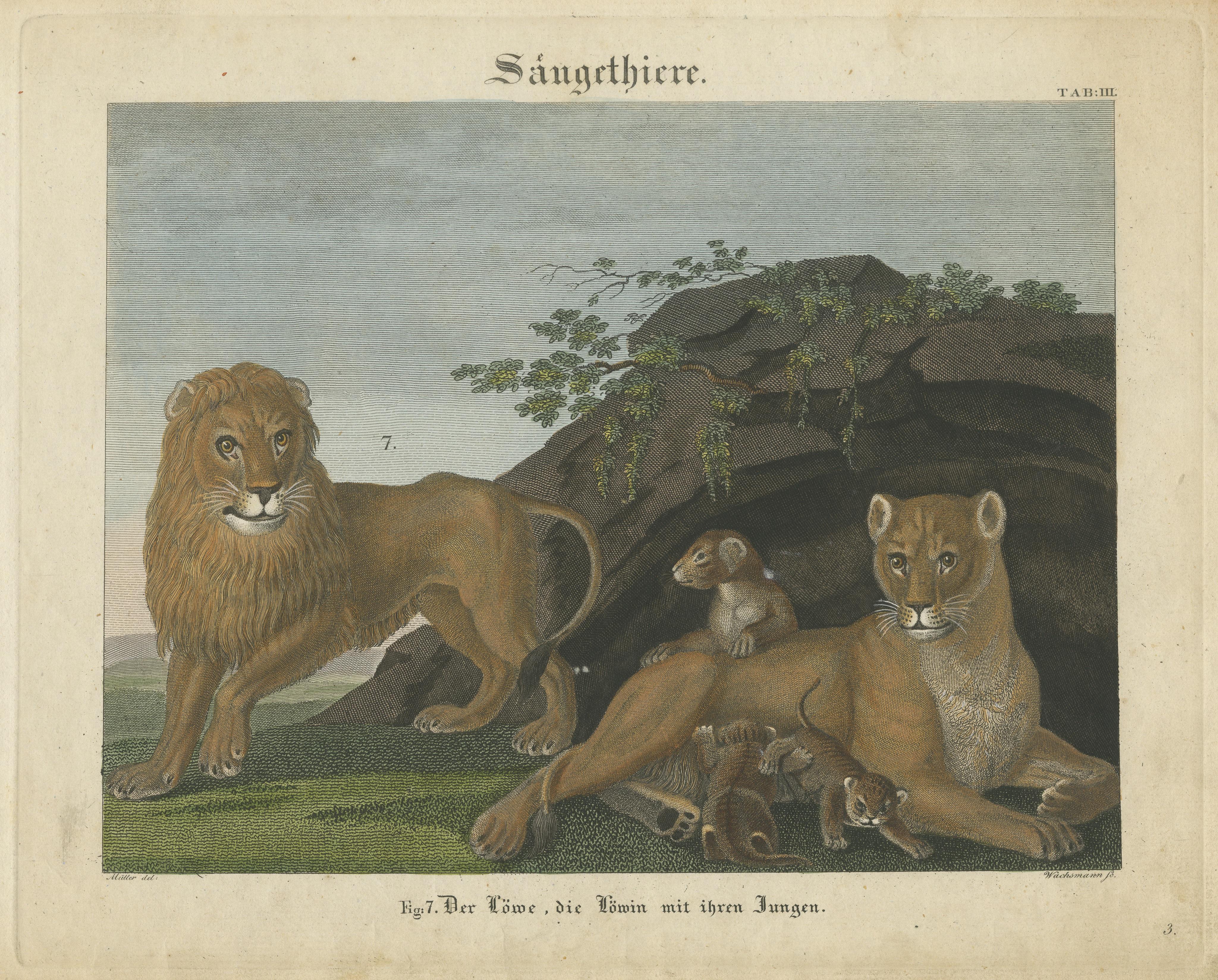 Antique Print of a Lion, Lioness and Lion Cubs In Fair Condition For Sale In Langweer, NL