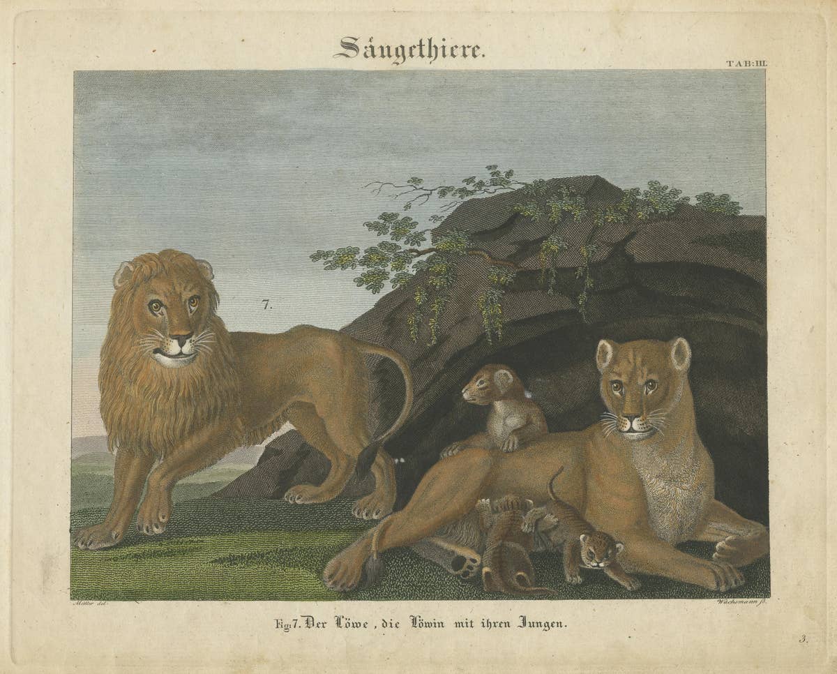 Antique Print of a Lion, Lioness and Lion Cubs