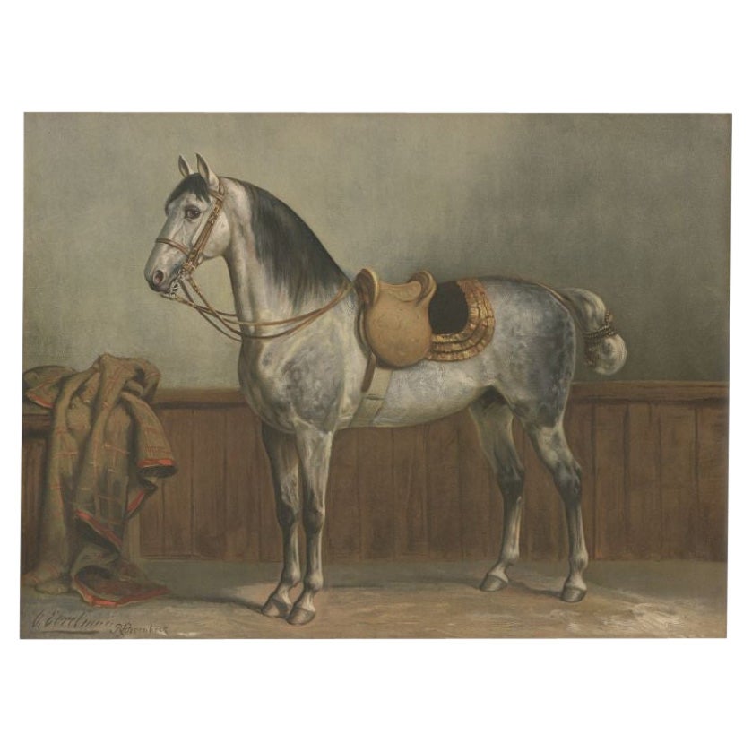 Antique Print of a Lippizaner Horse by Eerelman, 1903