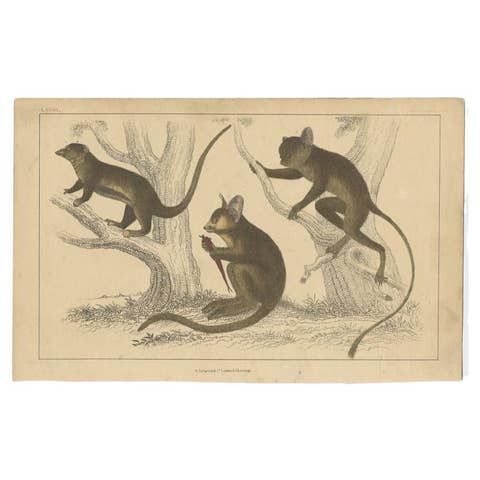 Antique Print of a Little Galago, Podje Tarsier and a Senegal Tarsier