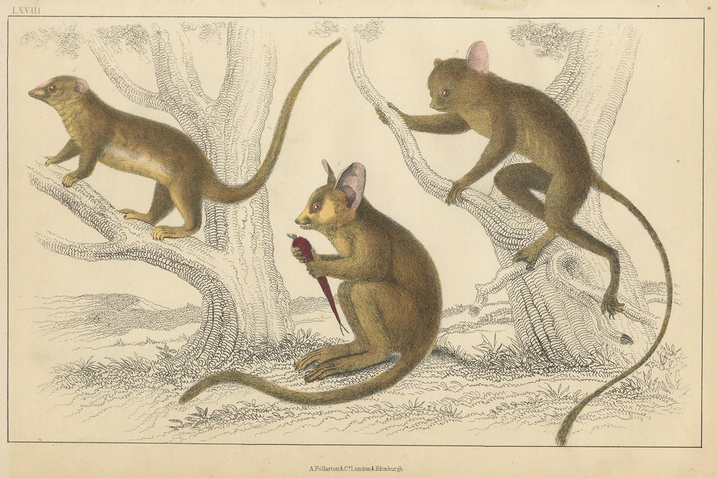 Antique print of a Little Galago, Podje Tarsier and Senegal Tarsier. This print originates from 'A History of the Earth and Animated Nature' by Oliver Goldsmith. Published by A. Fullarton & Co, circa 1850.