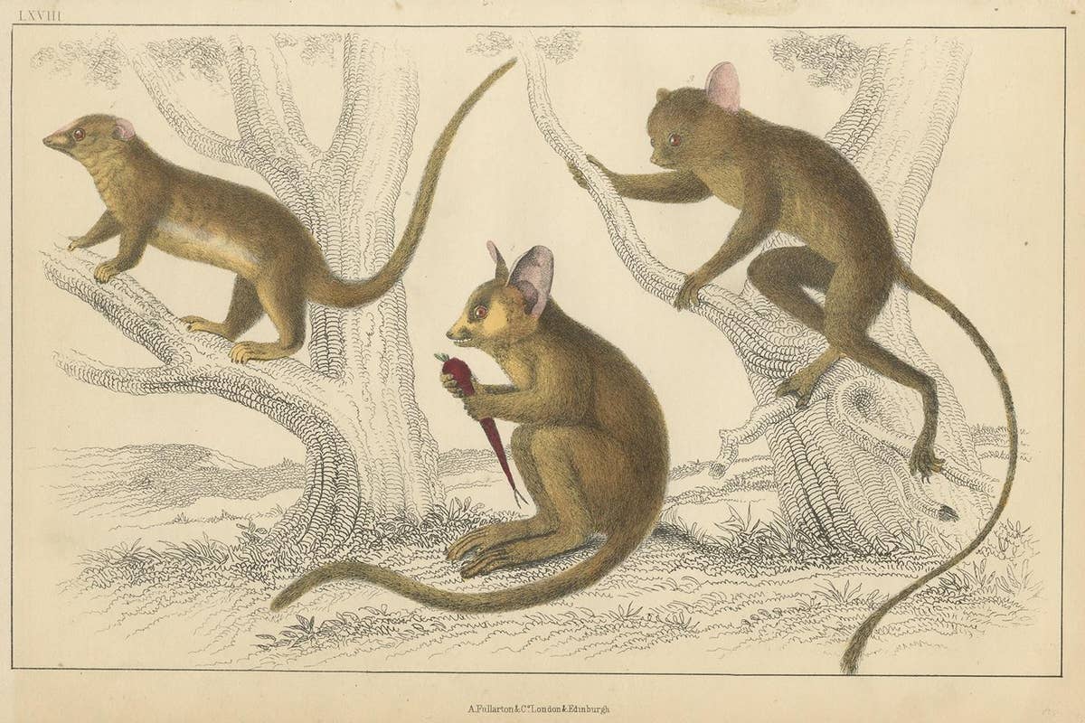 Antique Print of a Little Galago, Podje Tarsier and Senegal Tarsier 'circa 1850'