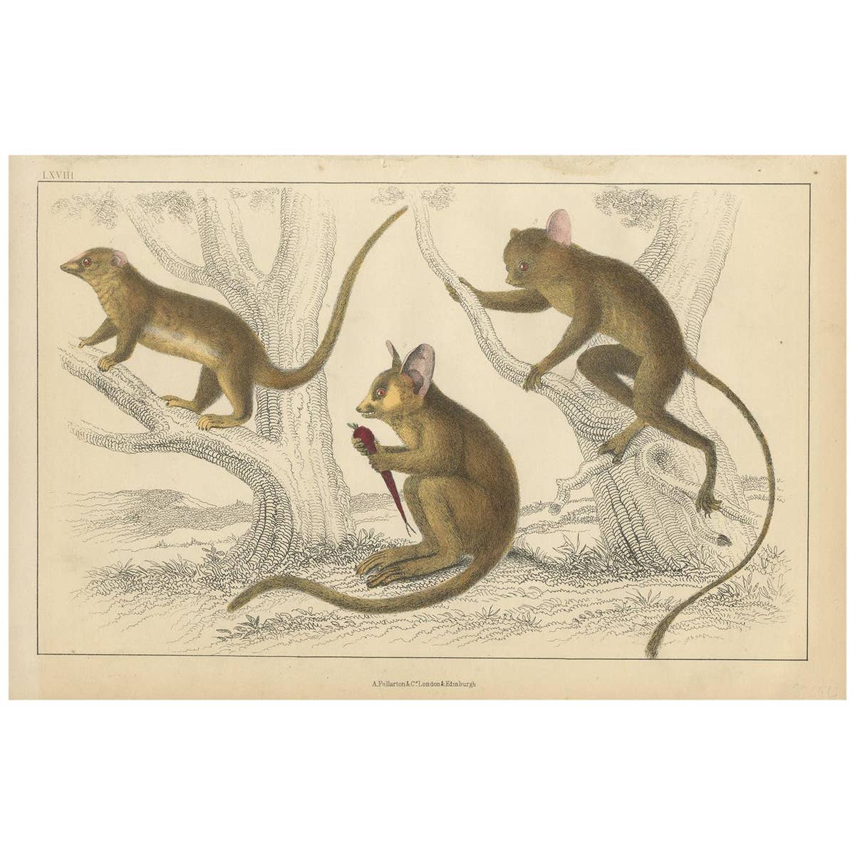 Antique Print of a Little Galago, Podje Tarsier and Senegal Tarsier 'circa 1850'