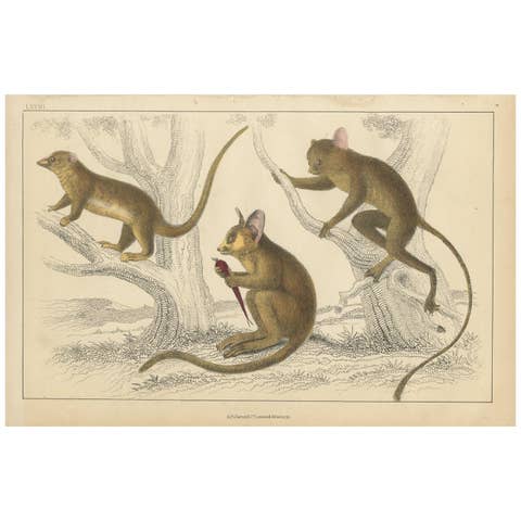 Antique Print of a Little Galago, Podje Tarsier and Senegal Tarsier 'circa 1850'