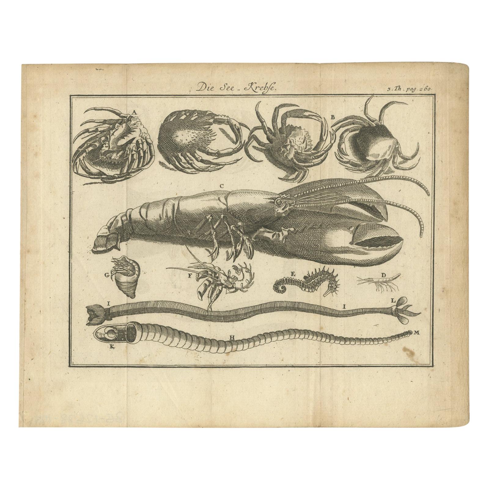 Antique Print of a Lobster, Seahorse and other Marine Life 'c.1760'