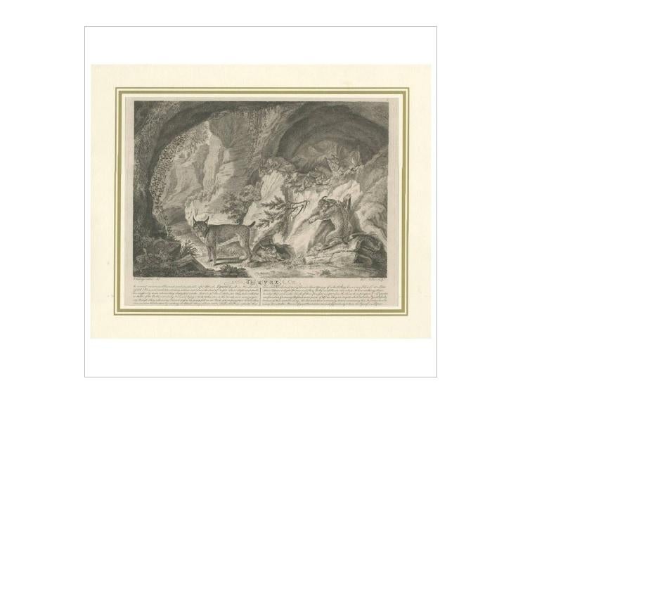 Impression ancienne d'un Lynx par J.S. Müller, 1794 Bon état - En vente à Langweer, NL