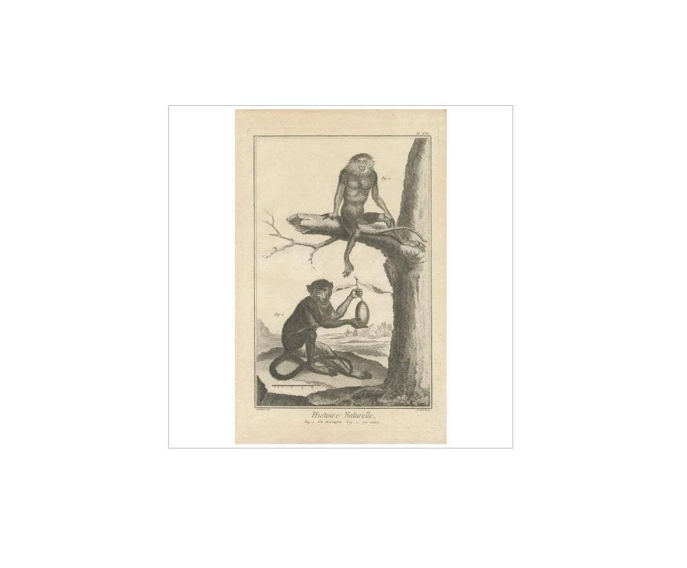 Antique Print of a Macaque and a Red-Shanked Douc by D. Diderot, 1751