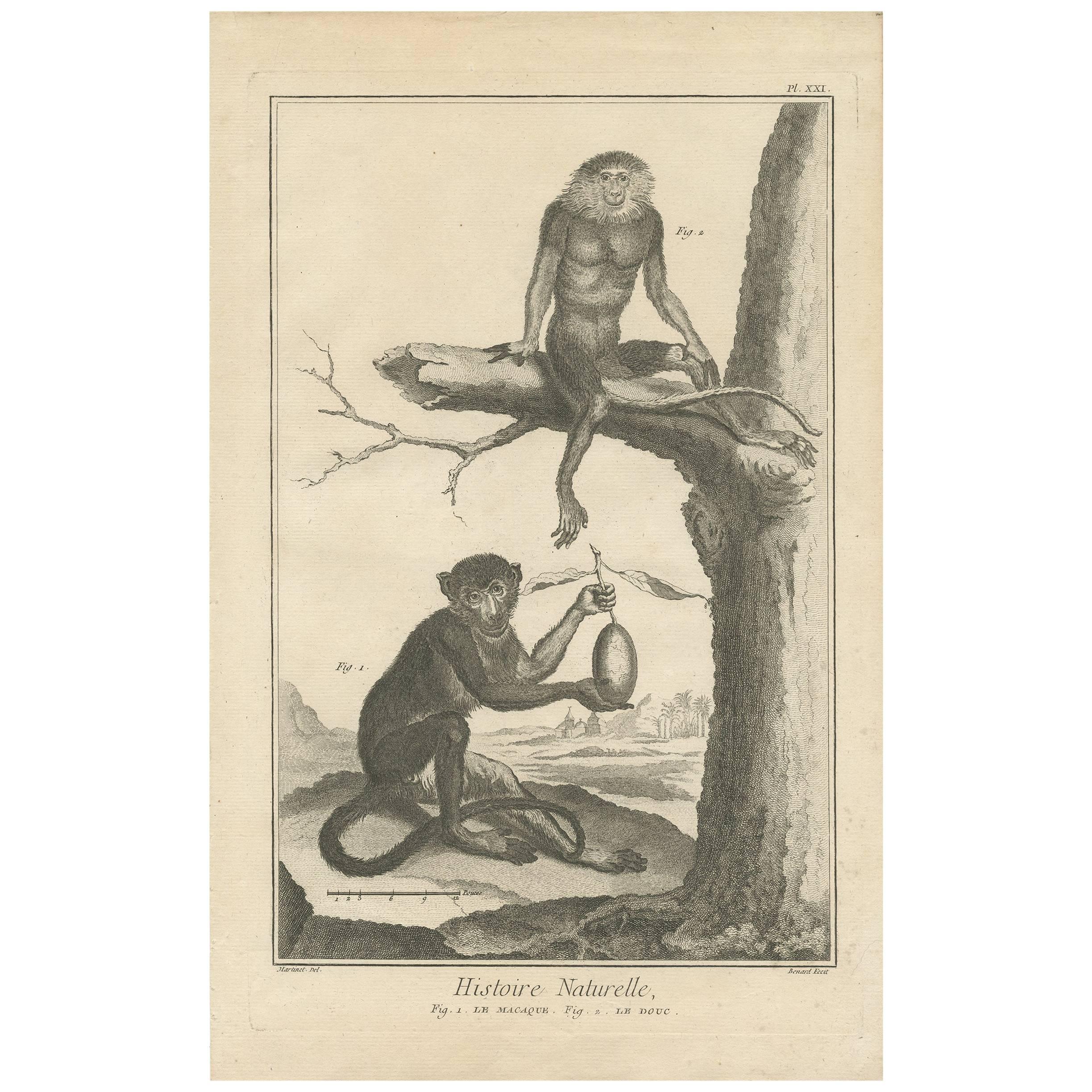 Antique Print of a Macaque and a Red-Shanked Douc by D. Diderot, 1751