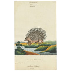 Antique Print of a Malacca Hedgehog by Goodall, 'circa 1820'