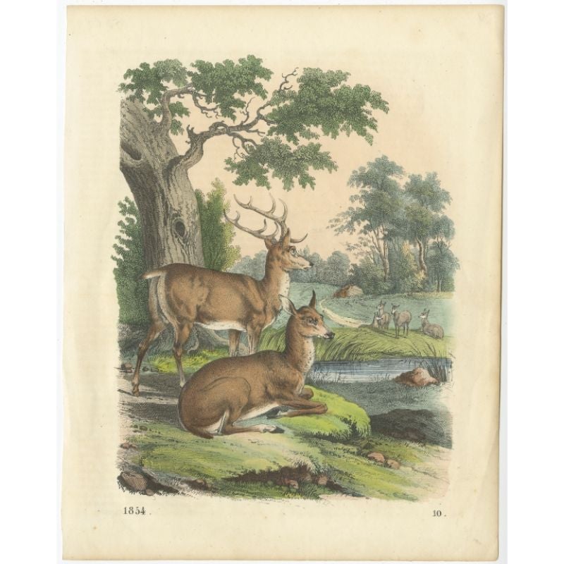 This antique print depicts male and female deer and originates from 'Das Buch der Welt'. 

Artists and Engravers: Karl Hoffmann (1823-1859) was a German physician and naturalist.

Condition: Very good, general age-related toning. Please study