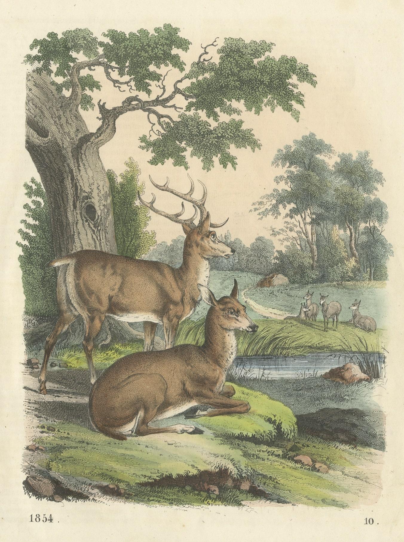 Paper Antique Print of a Male and Female Deer, 1854