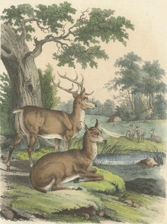 Antique Print of a Male and Female Deer, 1854