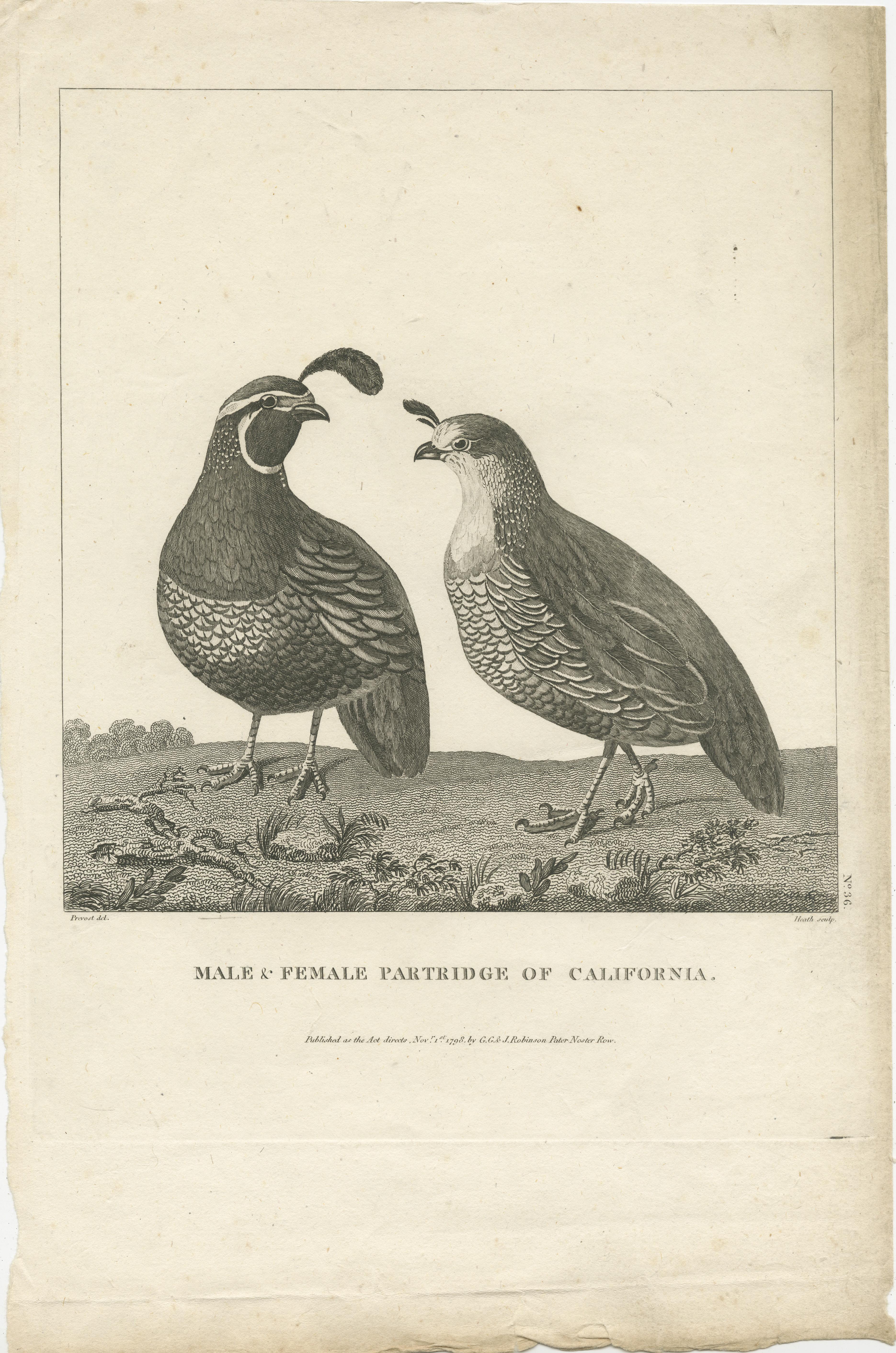 Antique print titled 'Male & Female Partridge of California'. Male and Female Partridge of California. Originates from 'Charts And Plates To La Perouse's Voyage'. Published 1799.