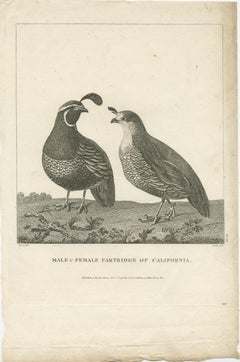 Antique Print of a Male and Female Partridge of California