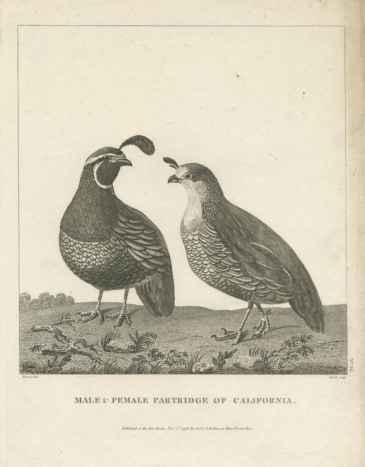 Antique Print of a Male and Female Partridge of California