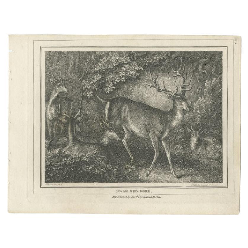 Antique Print of a Male Deer, 1812 For Sale