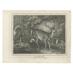Antique Print of a Male Deer, 1812