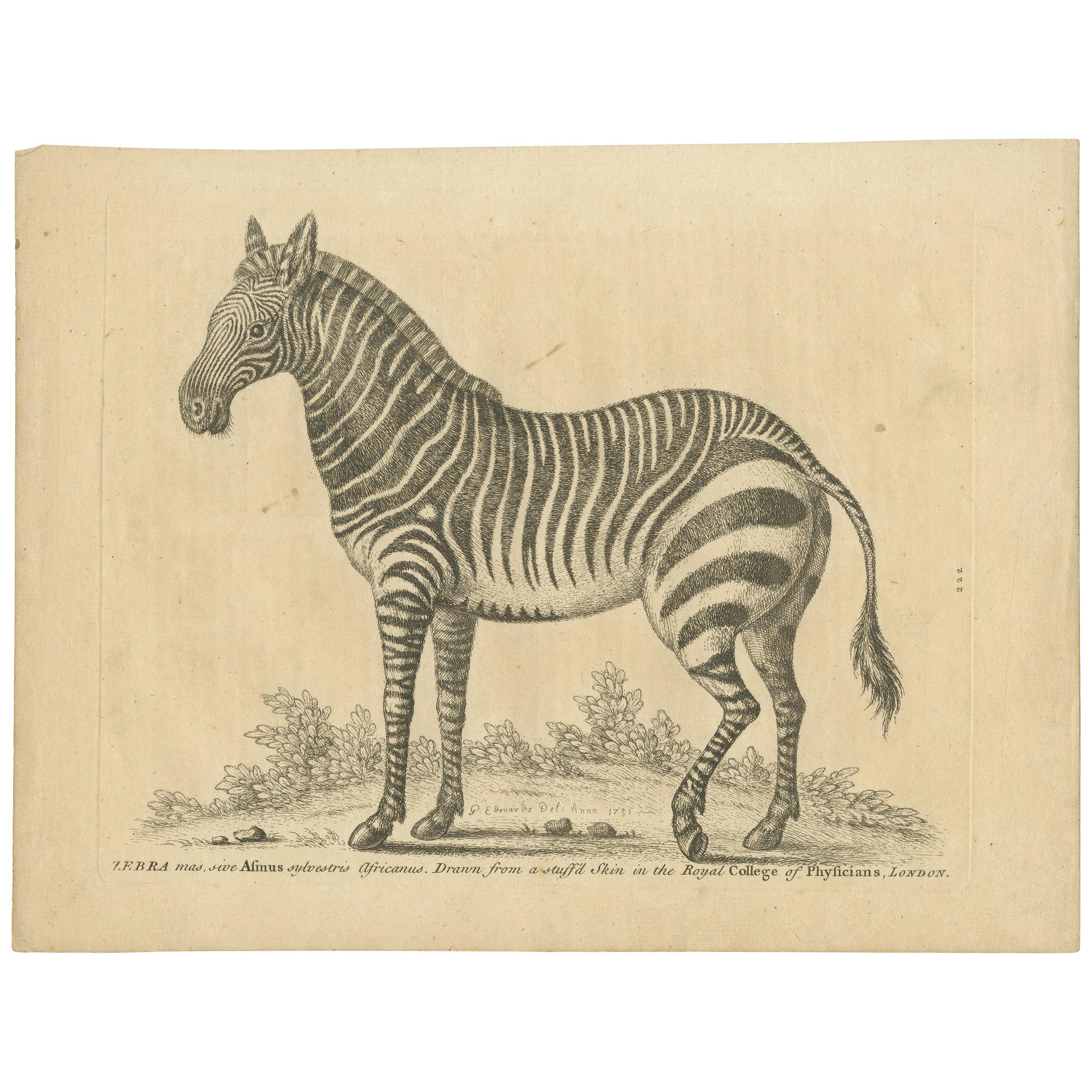 Antique Print of a Male Zebra, '1758' For Sale