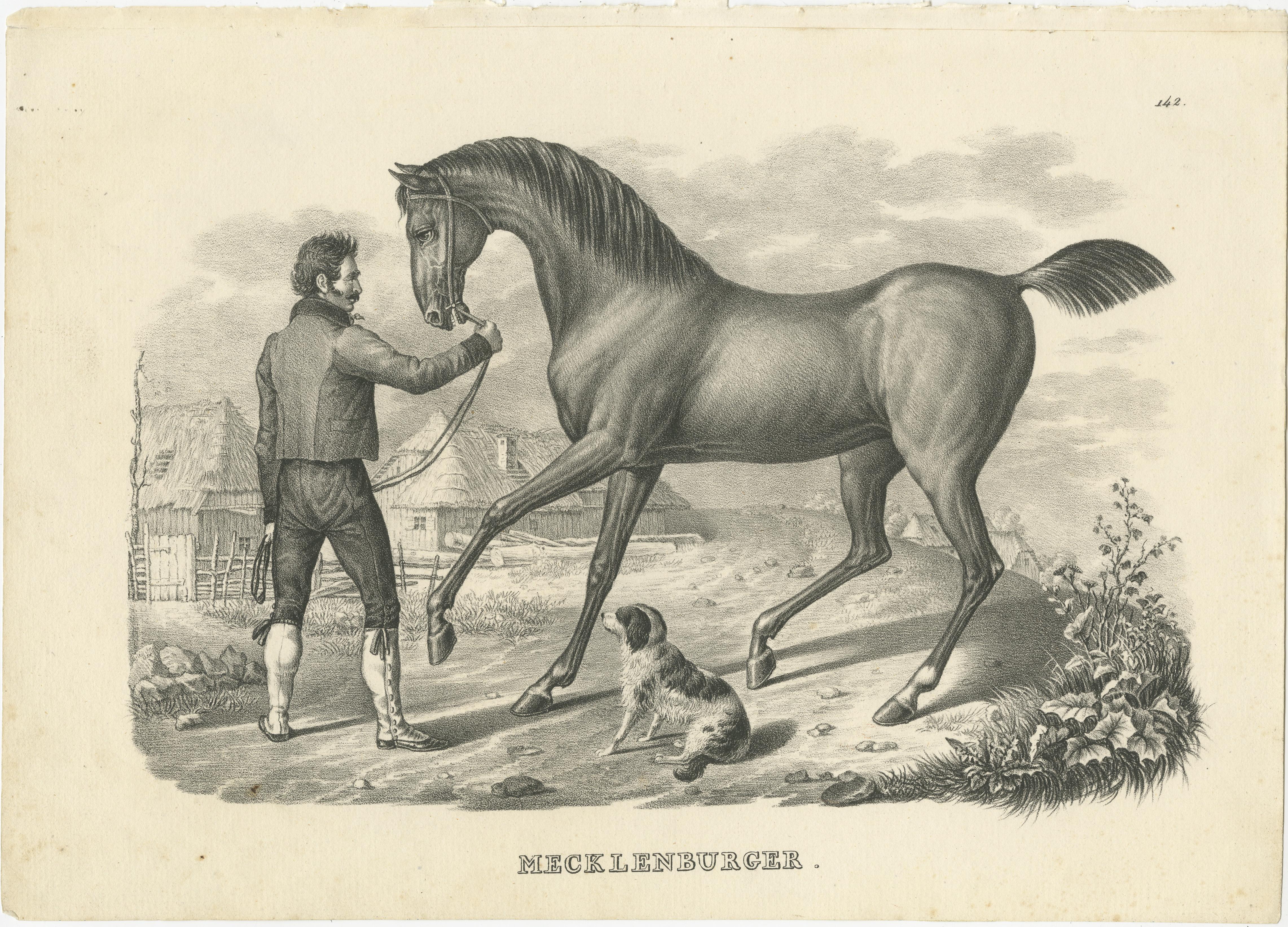 Antique print titled 'Mecklenburger'. Original old lithograph of a Mecklenburger horse. This print originates from 'Naturgeschichte und Abbildungen der Säugethiere: nach den neuesten Systemen zum gemeinnutzigen Gebrauche entworfen, und mit