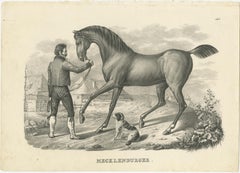 Antique Print of a Mecklenburger Horse