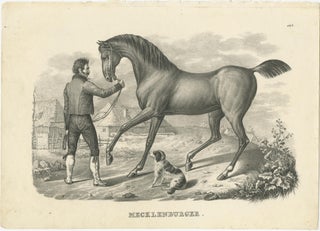 Antique Print of a Mecklenburger Horse, view 2