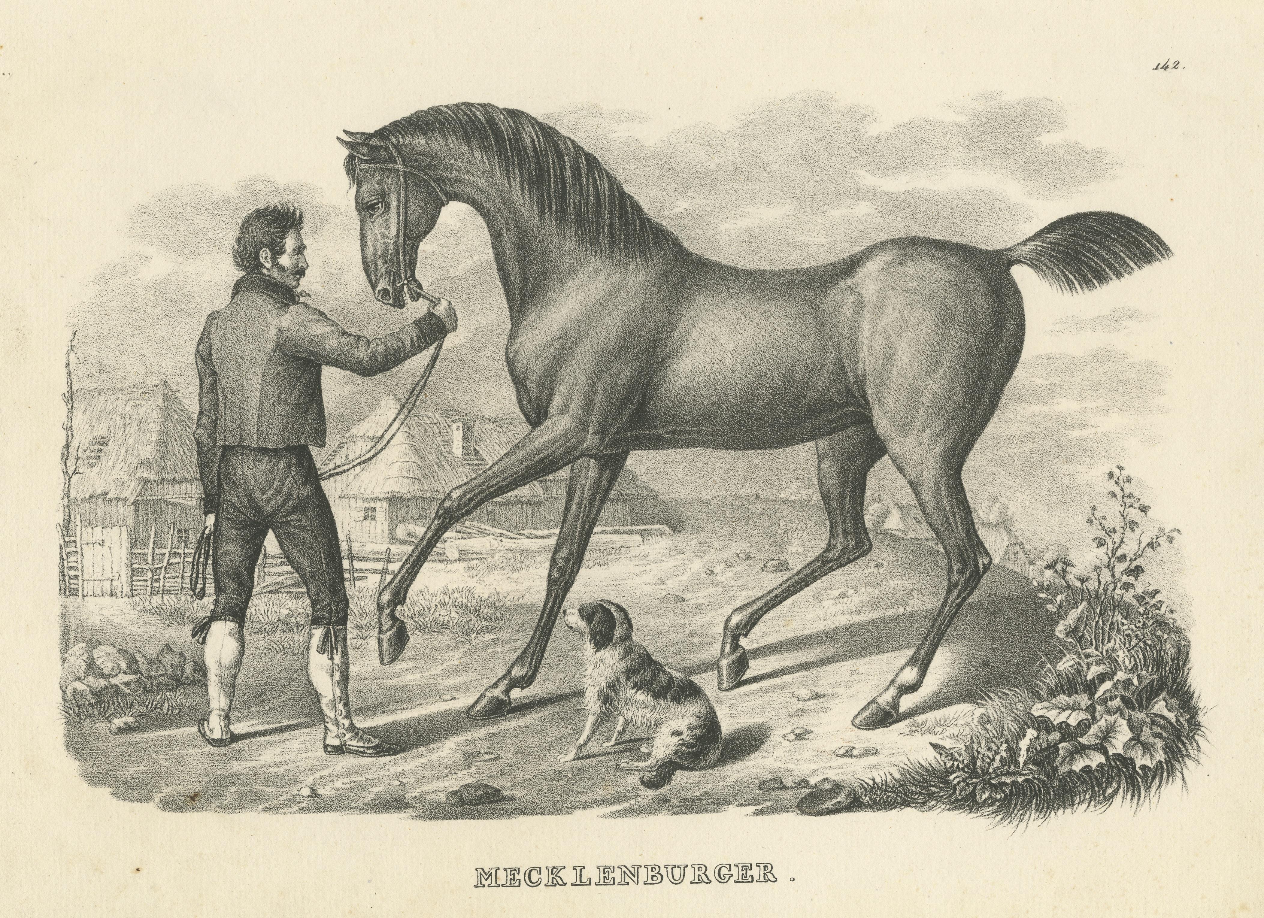 Antique Print of a Mecklenburger Horse In Good Condition For Sale In Langweer, NL